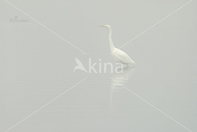 Grote Zilverreiger (Ardea alba)