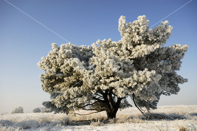 Grove den (Pinus sylvestris)