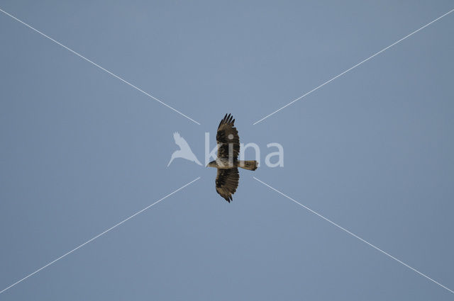 Bonelli’s Eagle (Hieraeetus fasciatus)