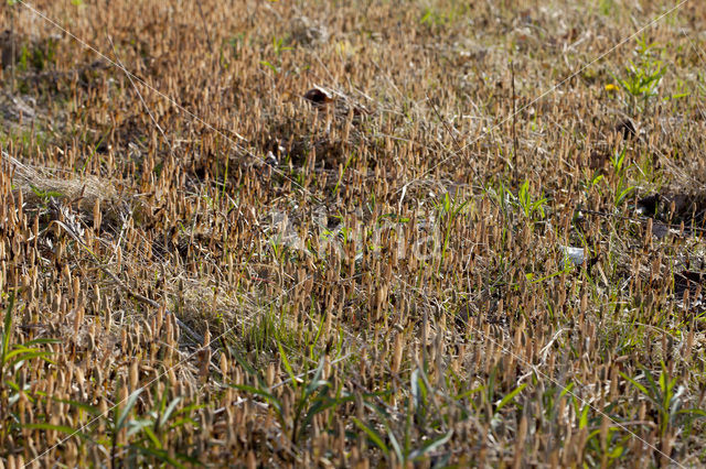 Heermoes (Equisetum arvense)