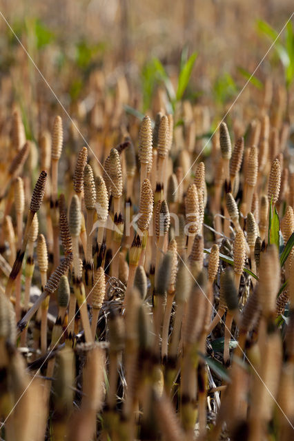 Heermoes (Equisetum arvense)