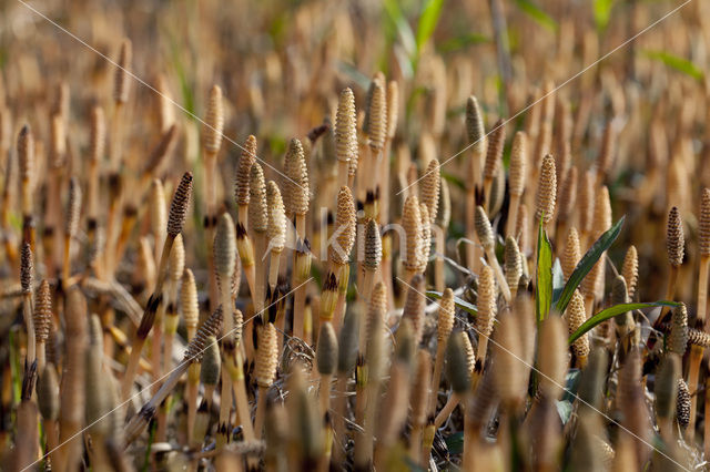 Heermoes (Equisetum arvense)