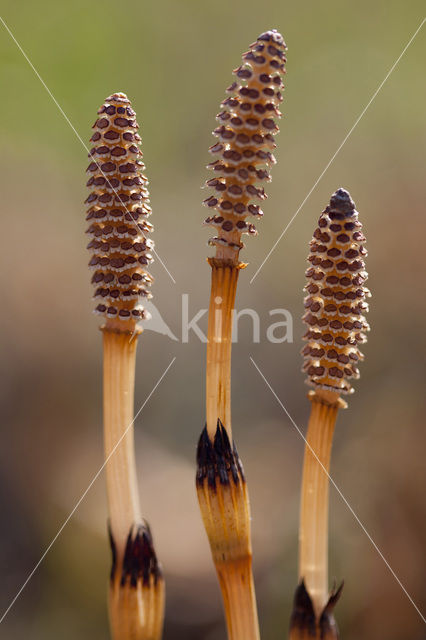 Heermoes (Equisetum arvense)