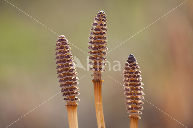 Heermoes (Equisetum arvense)