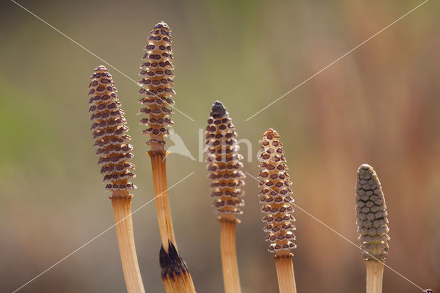 Heermoes (Equisetum arvense)