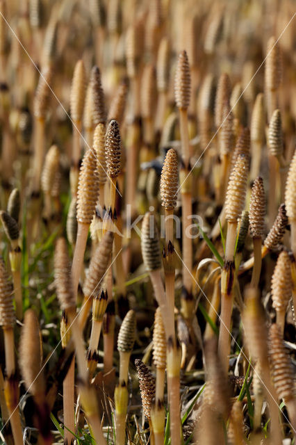 Heermoes (Equisetum arvense)