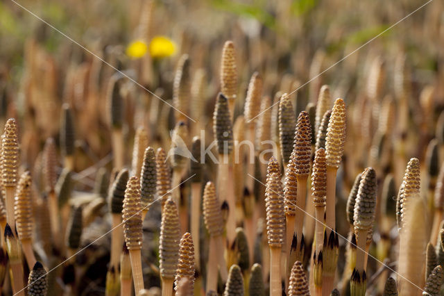 Heermoes (Equisetum arvense)