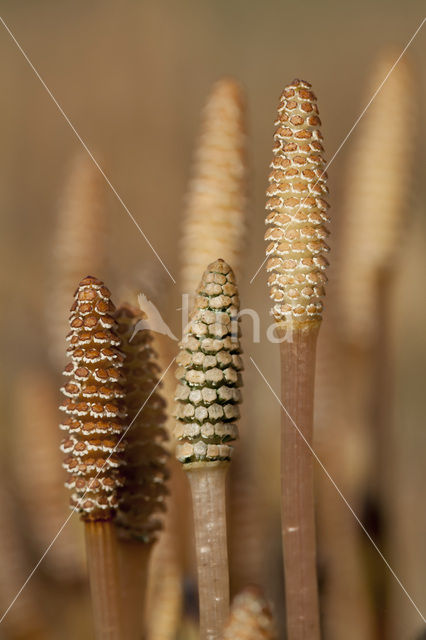 Heermoes (Equisetum arvense)