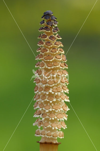 Heermoes (Equisetum arvense)