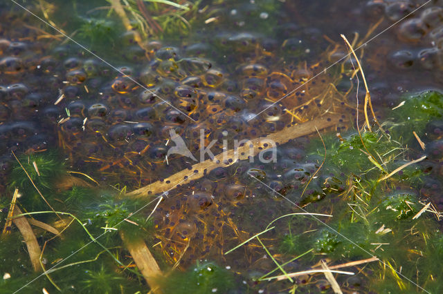 Heikikker (Rana arvalis)