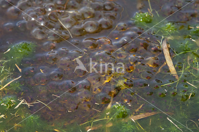 Heikikker (Rana arvalis)