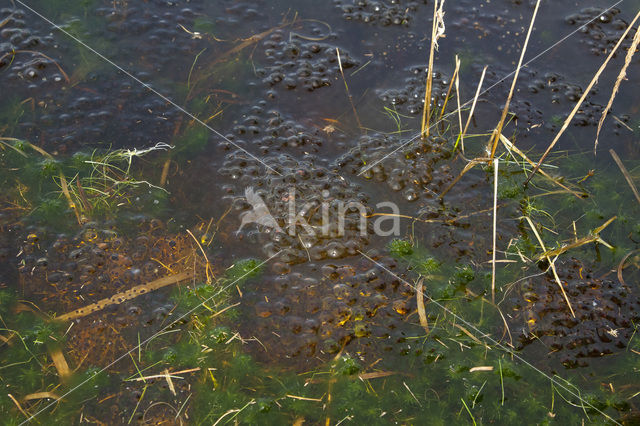 Moor Frog (Rana arvalis)