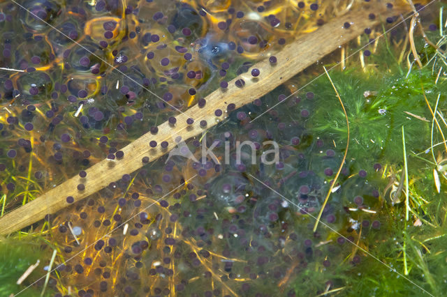 Moor Frog (Rana arvalis)