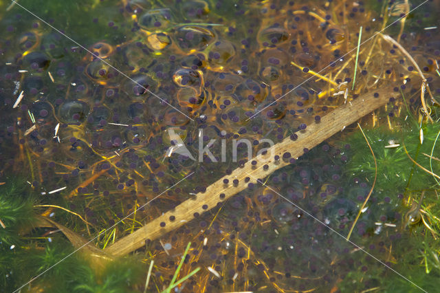 Moor Frog (Rana arvalis)