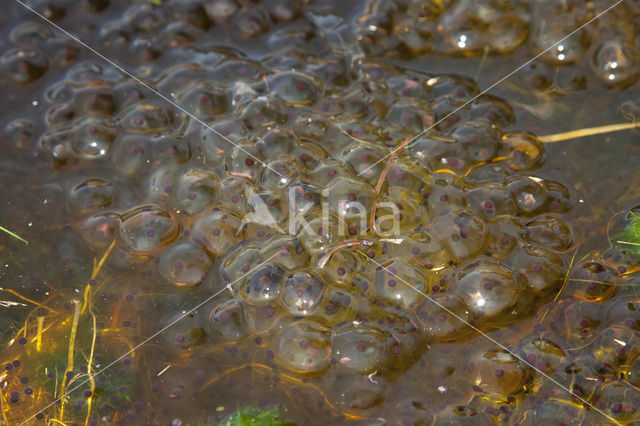 Heikikker (Rana arvalis)