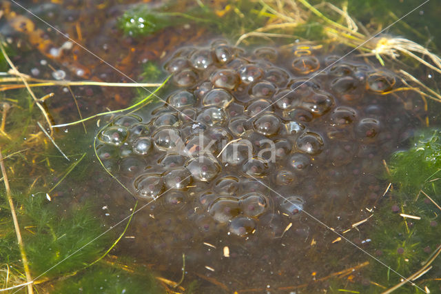 Heikikker (Rana arvalis)