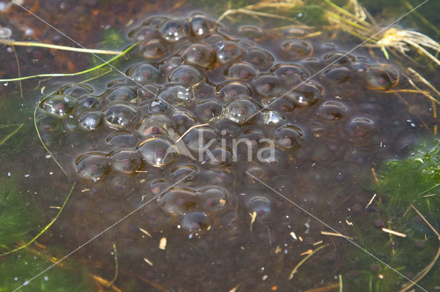 Moor Frog (Rana arvalis)