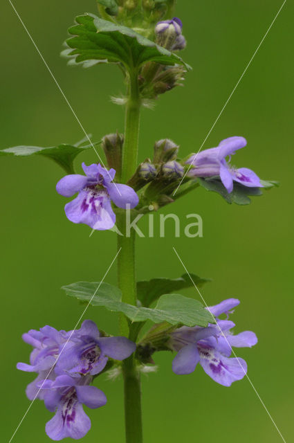 Hondsdraf (Glechoma hederacea)