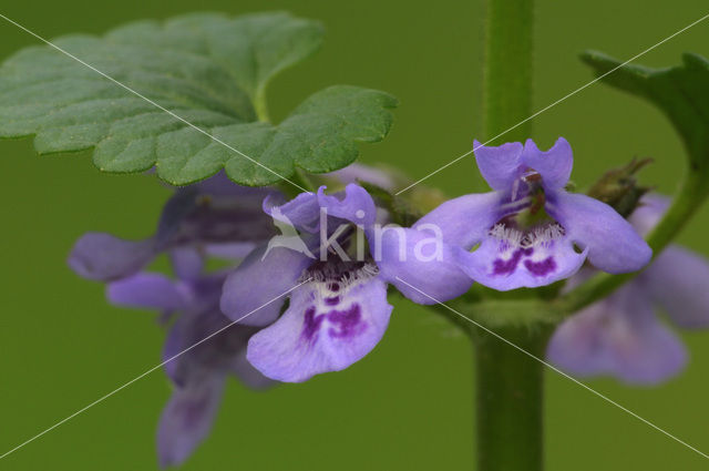 Hondsdraf (Glechoma hederacea)