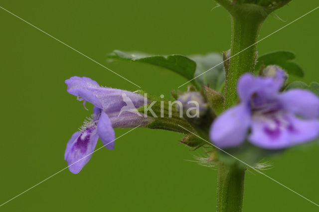 Ground Ivy (Glechoma hederacea)