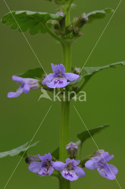 Hondsdraf (Glechoma hederacea)