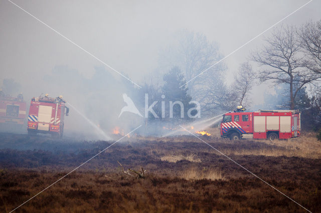 Hoog Buurlose Heide