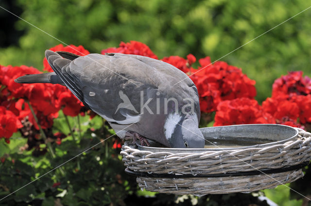 Houtduif (Columba palumbus)