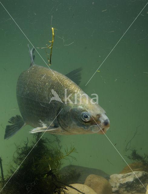 Maraena whitefish (Coregonus maraena)