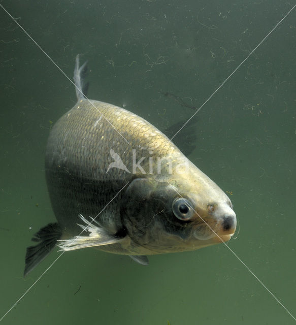 Maraena whitefish (Coregonus maraena)