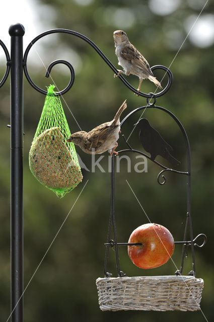 Huismus (Passer domesticus)