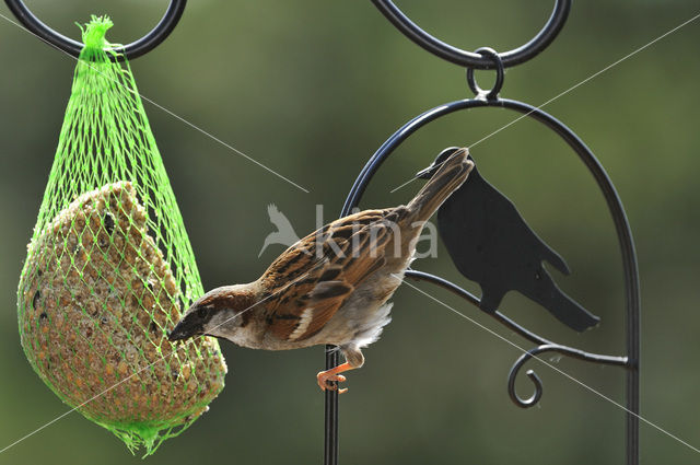 Huismus (Passer domesticus)