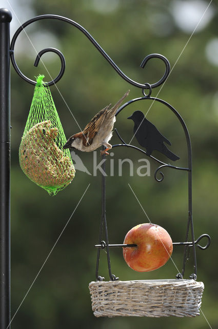 Huismus (Passer domesticus)