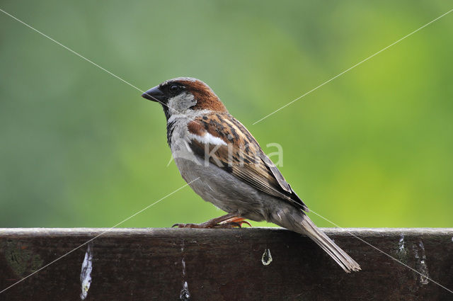 Huismus (Passer domesticus)