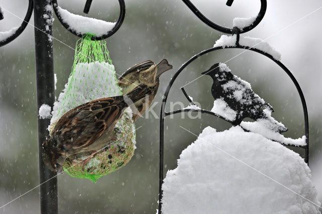 Huismus (Passer domesticus)