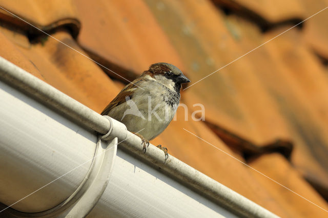 House Sparrow (Passer domesticus)