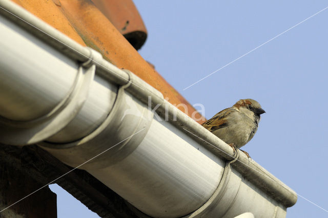 Huismus (Passer domesticus)