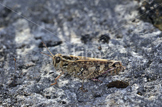 Italian Locust (Calliptamus italicus)