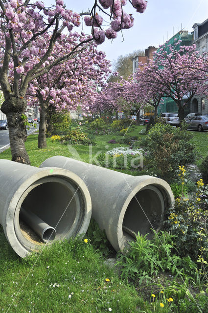 Japanese Cherry (Prunus serrulata)