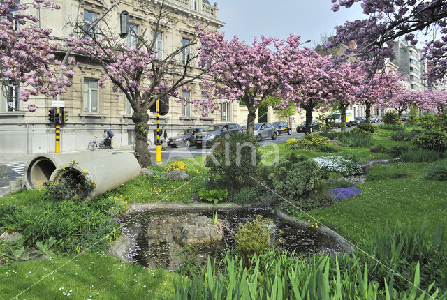 Japanse sierkers (Prunus serrulata)