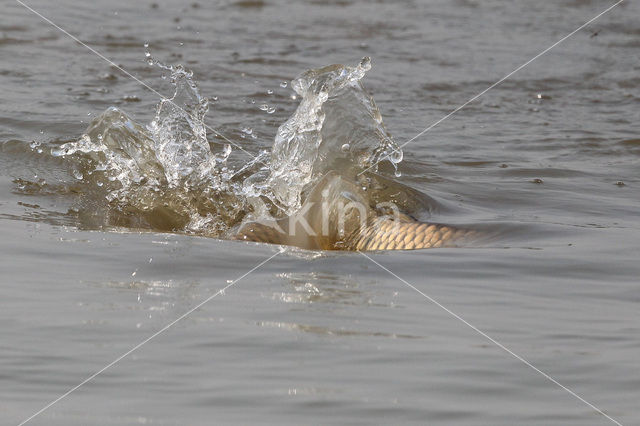 Karper (Cyprinus carpio)