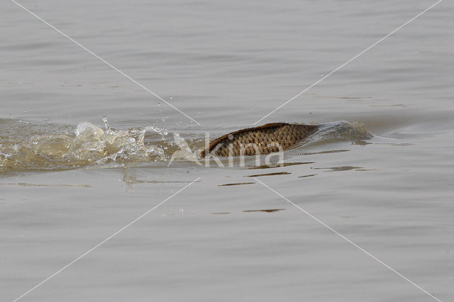 Common Carp (Cyprinus carpio)