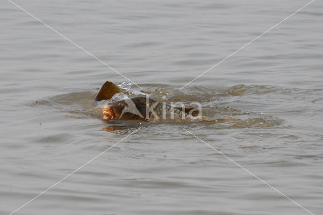 Common Carp (Cyprinus carpio)