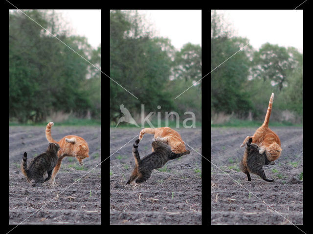 Cat (Felis domesticus