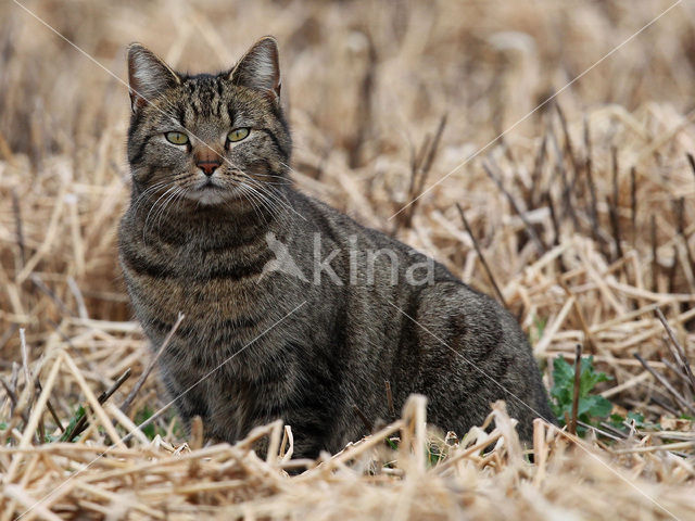 Cat (Felis domesticus