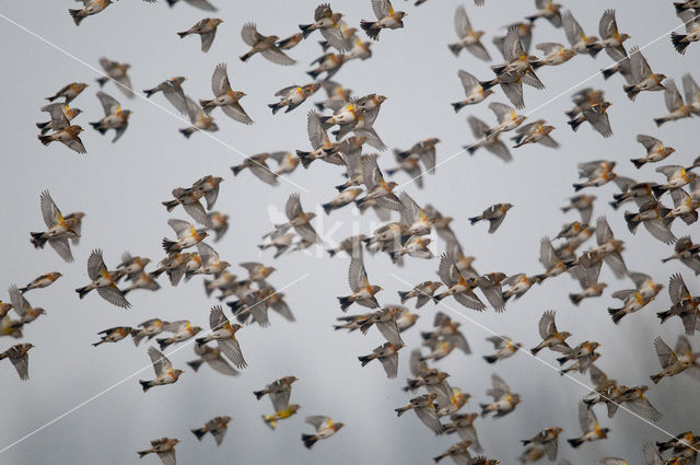 Brambling (Fringilla montifringilla)