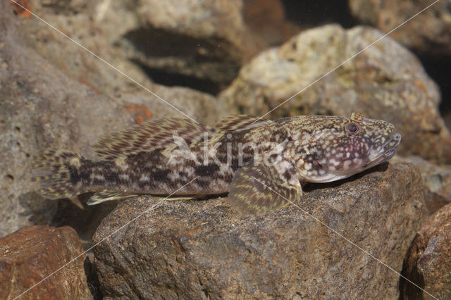 Bighead goby (Neogobius kessleri)