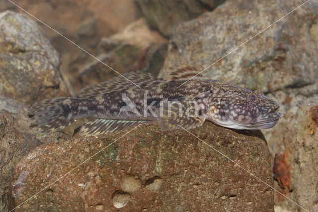 Bighead goby (Neogobius kessleri)