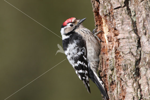 Kleine Bonte Specht (Dendrocopos minor)