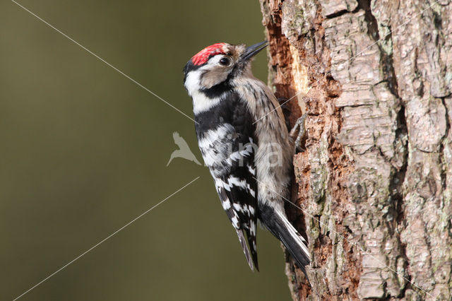 Kleine Bonte Specht (Dendrocopos minor)