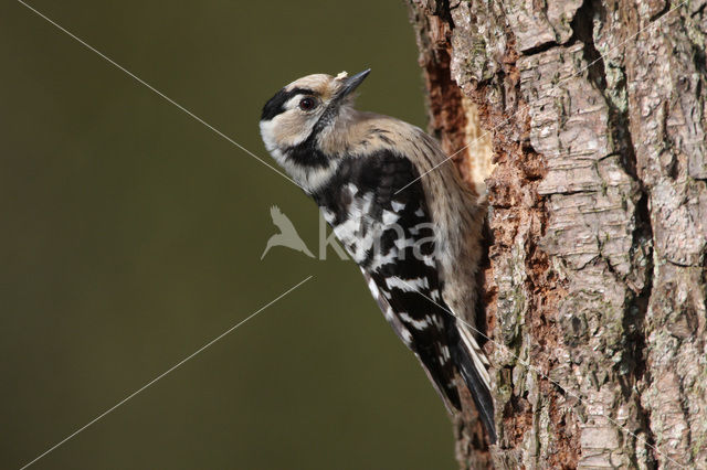 Lesser Spotted Woodpecker (Dendrocopos minor)